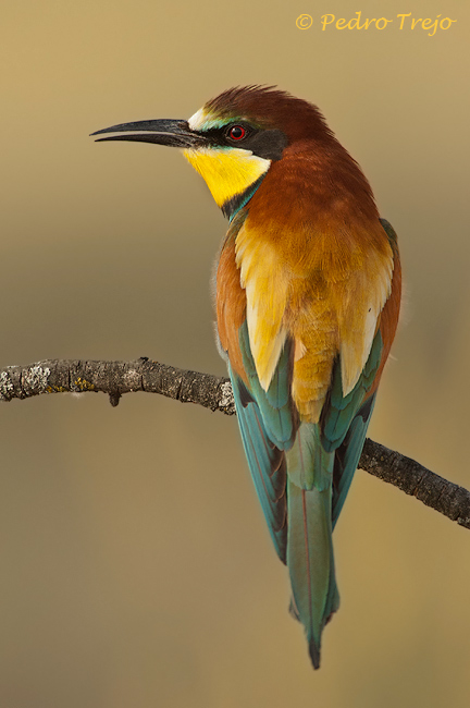 Abejaruco (Merop apiaster)